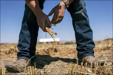  ?? PHOTOS BY NATHAN HOWARD — THE ASSOCIATED PRESS ?? Phil Fine pulls a carrot from one of his fields in the North Unit Irrigation District after harvesting the vegetable’s seeds on Aug. 31near Madras, Ore. Oregon farmers who grow 60% of the world’s carrot seed have been without irrigation water for weeks as drought ravages the American West. But just down the road, sprinklers douse crops and cattle graze in green pastures. The stark contrast is a consequenc­e of the West’s arcane water law, and it’s brought new urgency to efforts to share the resource along Oregon’s Deschutes River.