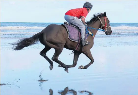  ?? ?? He No Opilio, with former jockey Sean Collins in the saddle, works down Hokio Beach this morning in preparatio­n for Saturday's Wellington Cup at Trentham.