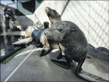  ?? Gregory Bull The Associated Press file ?? A Guadalupe fur seal, foreground, passes by as a rescue crew member feeds a California sea lion at a facility in San Diego. Ocean heat waves have increased.