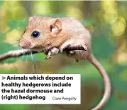  ?? Clare Pengelly ?? Animals which depend on healthy hedgerows include the hazel dormouse and (right) hedgehog