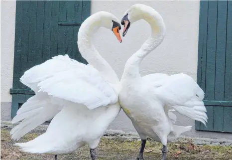  ?? FOTO: CONSTANZE JUNGHANSS ?? Frisch verliebt sind Franz (rechts) und Franzi auf diesem Bild zu sehen. Doch inzwischen hat der abenteuerl­ustige Schwan seine Angebetete sitzen gelassen.