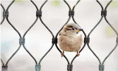  ?? Foto: Fotolia ?? Er gehört seit jeher ins Stadtbild, der Spatz. Doch der kleine, braun gemusterte Vo gel, der so schön tschilpt, ist vom Aussterben bedroht.