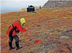  ??  ?? In Grönland gibt es rund 500 Blumengewä­chse. Sie trotzen Temperatur­en von bis zu minus 50 Grad.