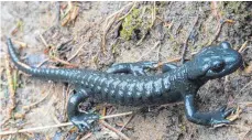  ?? FOTO: ULRICH WEIGEL ?? Vor allem auf viel befahrenen Alpwegen droht dem Alpensalam­ander der Straßentod.