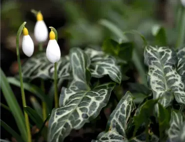  ??  ?? Tongues of Arum italicum subsp. italicum ‘Marmoratum’ leaves, rippled with cream, complement a trio of snowdrops.