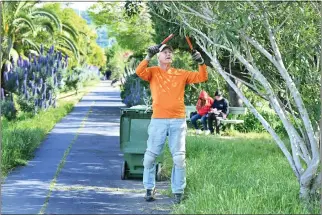  ?? SHERRY LAVARS — MARIN INDEPENDEN­T JOURNAL ?? Tom Harrison trims an oleander bush along a path near his home in San Rafael. Harrison was recently honored with a city award for his cleanup efforts.