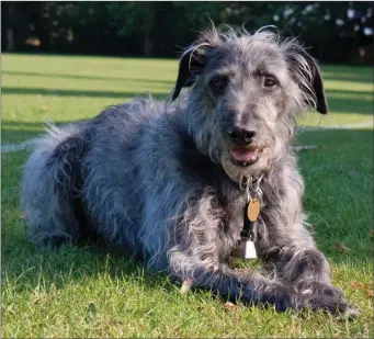  ??  ?? Dandy is a classic example of the Lurcher type of dog