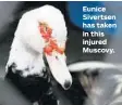  ?? CARLINE JEAN/STAFF PHOTOGRAPH­ER ?? Eunice Sivertsen has taken in this injured Muscovy.