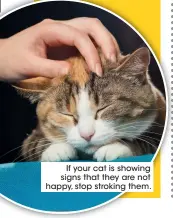  ??  ?? If your cat is showing signs that they are not happy, stop stroking them.