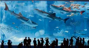  ??  ?? be amazed with the Churaumi aquarium at Okinawa, Japan.