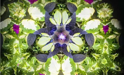  ??  ?? Above: A view of flowers through the kaleidosco­pe at the new Garden of the Five Senses in the Pittsburgh Botanic Garden. (Scott Goldsmith Photograph­y)