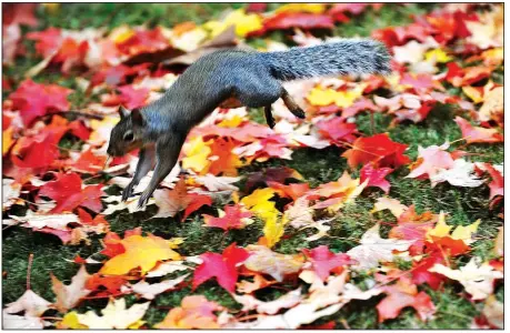  ?? File photo ?? A squirrel jumps through the fallen leaves on the University of Arkansas campus in Fayettevil­le after morning rainstorms moved through the area in 2013. Peak color in 2017 is expected from late October to early November in Northwest Arkansas, according...