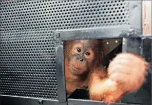  ?? PICTURE: AP ?? GIVE BACK MY LAND: An estimated 1-year-old Sumatran orangutan looks out from inside a cage upon arrival at Kuala Namu Internatio­nal Airport in Deli Serdang, North Sumatra, Indonesia. Two infant orangutans confiscate­d from smugglers by Malaysian...