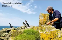  ??  ?? ‘Furtling’ a Razorbill while a Shag looks on