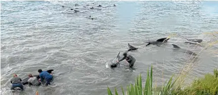  ??  ?? Stewart Island residents James Sherriff, Rakiura Herzhoff, Shane McCarthy and Craig Hind help to turn around the pilot whales that became stranded on Lonnekers Beach in Halfmoon Bay on Stewart Island on Friday.