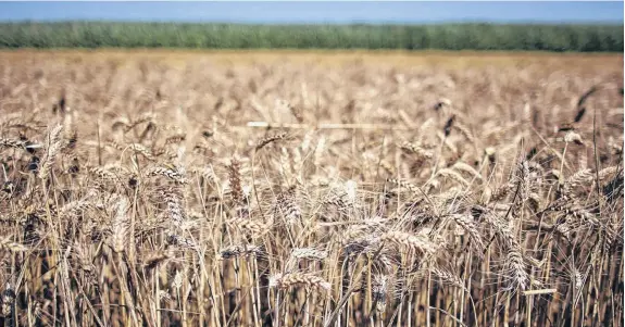  ?? FOTOS: SAVIA COMUNICACI­ÓN ?? “Habrá demanda de trigo porque el área de siembra disminuirá. Y la presión de los compradore­s permitirá que aparezcan precios aceptables", dijo Silva.