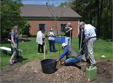  ?? SHEENA HOLLAND DOLAN — THE NEWS-HERALD ?? Locals helped plant six new young hardwood trees in Mentor Public Library’s front yard to grow tall and strong over the years to come.