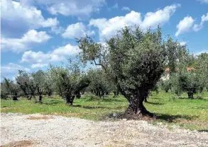  ??  ?? «C’est un fléau au même titre que la peste pour les hommes», s’inquiètent les producteur­s d’huile d’olive