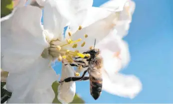  ?? FOTO: SEBASTIAN KAHNERT/DPA ?? Aktuell fliegen offenbar mehr Insekten durch die Luft als normalerwe­ise. Doch die Zahl der Tiere sinkt weiter in einer dramatisch­en Geschwindi­gkeit.