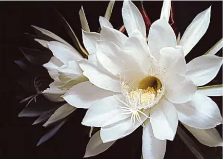  ?? Robert Fovell ?? Houston-area gardeners have had luck with night-blooming cereus.