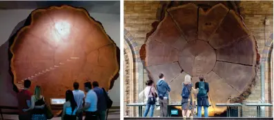  ??  ?? Above: Sections from the Mark Twain Tree, at the American Museum of Natural History, New York (left) and the Natural History Museum, London (right)