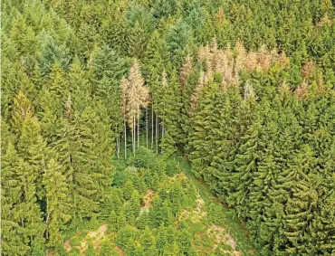  ?? FOTO: JÃ¤GER / PA ?? Große Lücken: Die Hitze und die Borkenkäfe­rplage haben Schneisen in die Wälder geschlagen.