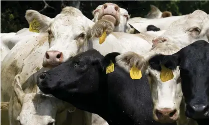  ?? ?? Many US cattle farmers routinely use antibiotic­s often for months on end. Photograph: Steven Senne/AP