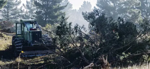  ?? PHOTOS: SHANNON THOMSON ?? Timber . . . The felling of pine trees at the Half Mile Reserve near the southern entrance to Alexandra started yesterday.