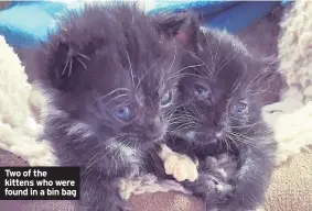  ??  ?? Two of the kittens who were found in a bin bag