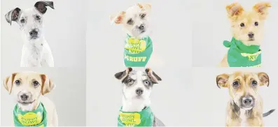  ?? De izquierda a derecha, los perros satos boricuas a ser parte del Puppy Bowl: Bugsy, Delta, Bee, Bella, Bill y Harry. ??