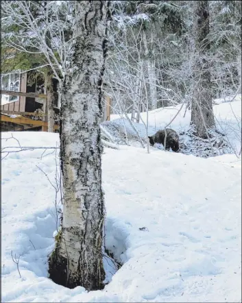 ?? The Associated Press ?? A photo provided by Julia Heinz shows a bear seen near where Shannon Stevens was bitten from underneath a day before while in an outhouse northwest of Haines, Alaska.