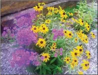  ??  ?? Phlox and Rudbeckia make a boisterous color statement.