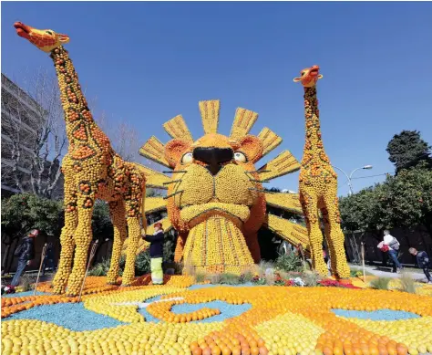  ?? — Reuters ?? A worker checks a sculpture made with lemons and oranges which depicts the musical comedy “The Lion King” during the 84th Lemon Festival around the theme “Broadway” in Menton, France, on Wednesday.