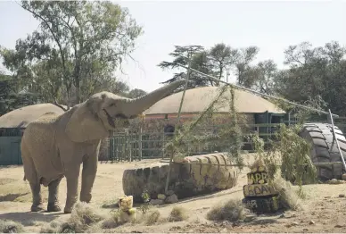  ?? Picture: Tracy Lee Stark ?? LITTLE TO CELEBRATE. Lammie the elephant on her 40th birthday at the Johannesbu­rg Zoo on August 12. She recently lost long-time companion Kinkel.