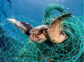  ??  ?? Fiskesnøre­r og garn som mistes i havet, brytes ikke så lett ned, så de kan fortsette å fange dyr i mange år.