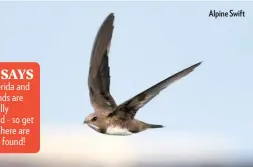  ??  ?? Alpine Swift