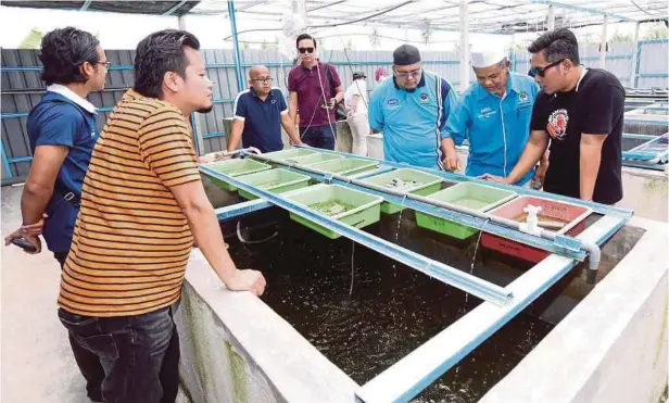  ??  ?? ORANG ramai melawat kolam ternakan udang kara air tawar.