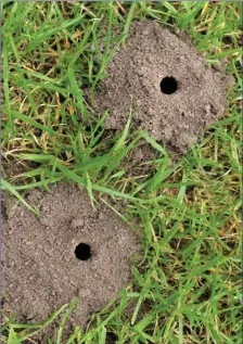  ??  ?? Little volcanoes of fine soil in your garden are caused by mining bees.