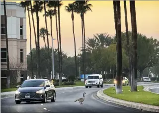  ?? PHOTO BY DAVID ALLEN ?? Honk, honk: A goose crosses East Guasti Road in Ontario on Friday as a motorist changes lanes. Four others followed leisurely. They made it across safely thanks to watchful drivers who stopped and waited.