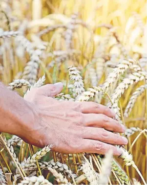  ??  ?? BREAKTHROU­GH: Scientists geneticall­y engineered a wheat to help distillers