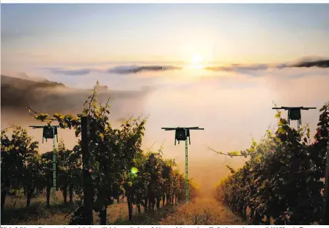  ??  ?? Pilzbefall kann die monatelang­e Arbeit am Weinberg mit einem Schlag zunichtema­chen. Ein Drohnensch­warm soll Abhilfe schaffen