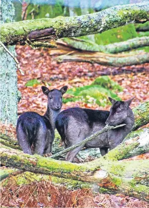  ??  ?? Eric Niven took this lovely picture: “I just got a glimpse of these fallow deer in the woods near Loch of the Lowes,” he says.