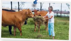  ??  ?? Wendy feeding cattle on her property, which is surrounded by open-cut coal mines