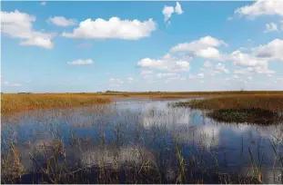  ??  ?? MIAMI: This photo shows the Florida Everglades, otherwise known as the river of grass in Florida’s Miami-Dade County. —AFP