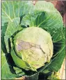  ?? OKLAHOMAN ARCHIVES] ?? Above: Cabbage will do wonderfull­y in the fall, but must be grown from 4- or 5-week-old transplant­s in the garden by Aug. 20. [THE