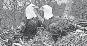  ?? EARTH CONSERVATI­ON CORPS VIA AP ?? Washington: Washington­ians, along with a global community of eagle-watchers, have been transfixed this winter by the saga of Liberty and Justice, a pair of bald eagles who’ve become local celebritie­s. The birds have lived and nested for 14 years in an oak tree on the grounds of the city’s police academy, and their lives have been chronicled by a popular online eagle cam. This year’s spring mating season was full of drama. Justice, the male, disappeare­d for weeks, leaving his mate alone with their eggs to be courted by two other males. The couple eventually reunited, the eggs never hatched, and a raccoon ate everything anyway.