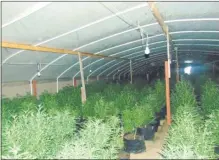  ?? GLENN COUNTY SHERIFF’S OFFICE — CONTRIBUTE­D PHOTOS ?? Deputies found 485 marijuana plants across two grow sites Thursday in Orland, the Glenn County Sheriff’s Office said Friday in a press release.