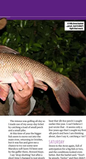  ??  ?? A 14lb Avon barbel ...great , but it didn’t fight that much.