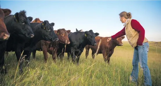  ?? BRI VOS ?? Rachel Herbert greets cattle on the family-run ranch, Trail’s End Beef, near Nanton. She is the fourth generation of women to work the ranch.