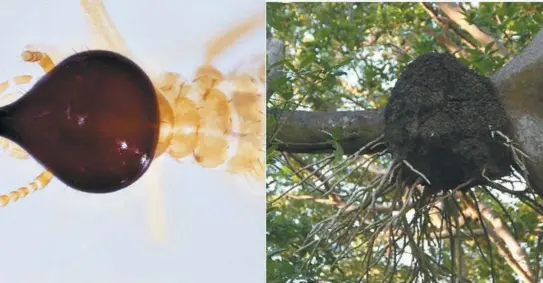  ?? / Cortesía ?? En la región del Caribe colombiano se han identifica­do más de 50 especies de termitas .